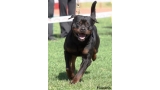 Rottweiler.  Ch. Indio De Breogan.