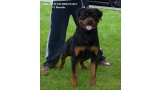 Rottweiler.  Ch. Balco De Breogan. Rottweiler.  Ch. Balco De Breogan.