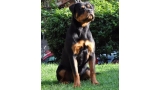 Rottweiler. Jevo De Breogan.