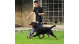 Rottweiler.  Ch. Rolf Darel.