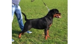 Rottweiler. Bucky Vom Hause Pista.