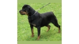 Rottweiler.  Ch. Astria De Breogan.