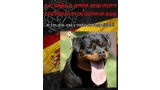 Rottweiler. Ch. Beely Zara Cro Rott. Rottweiler. Ch. Beely Zara Cro Rott.