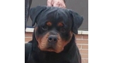 Rottweiler.  Ch. Oki Vom Haus Drazic.