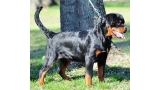Rottweiler. Nil Winner Civi.