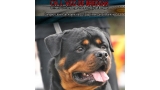 Rottweiler.  Ch. Vico De Breogan. Rottweiler.  Ch. Vico De Breogan.