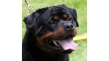 Rottweiler. Ch. Greep de Breogan.