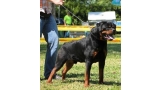 Rottweiler.  Ch. Greep De Breogan.