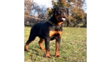 Rottweiler. Fifi Del Modero Rott.