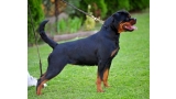 Rottweiler.  Ch. Fani Vom Hause Pista.
