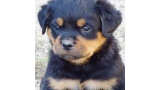 Rottweiler. Daxi De Breogan con 1 mes y medio. Rottweiler. Daxi De Breogan con 1 mes y medio.