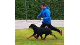 Rottweiler.  Ch. Falco Von Haus Drazic.