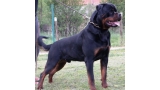 Rottweiler.  Ch. Mauser Of Nicola´s Lion.