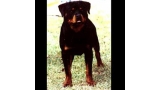 Rottweiler.  Ch. Joss De Breogan. Rottweiler.  Ch. Joss De Breogan.