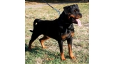 Rottweiler.  Ch. Ruby Miracle Rott.