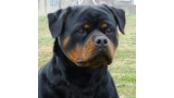 Rottweiler.  Ch. Ruby Miracle Rott.