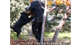 Rottweiler. Doc de Breogan. Rottweiler. Doc de Breogan.