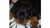 Rottweiler. Camada I.