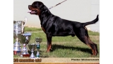 Rottweiler.  Ch. Jerry Lee Van Gorgar.