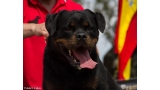 Rottweiler. GERO KING OF THE EAST.