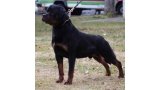 Rottweiler.  Ch. Indio De Breogan.