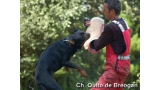 Rottweiler. Ch. Quito de Breogan. Rottweiler. Ch. Quito de Breogan.