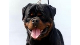 Rottweiler.  Ch. Sting Haus Of Lazic.
