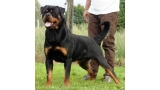 Rottweiler.  Ch. Rolf Darel.
