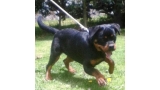 Rottweiler. Kelma De Breogan.