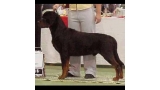Rottweiler.  Ch. Waslo De Breogan. Rottweiler.  Ch. Waslo De Breogan.