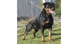 Rottweiler.  Ch. DIXI MIRACLE ROTT. Rottweiler.  Ch. DIXI MIRACLE ROTT.