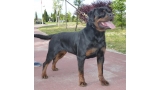 Rottweiler.  Ch. Iva Of Nicola´s Lion. Rottweiler.  Ch. Iva Of Nicola´s Lion.