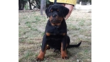 Rottweiler. Geo De Breogan.