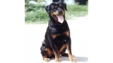 Rottweiler. Priska de Breogan.