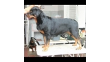 Rottweiler.  Ch. Akira De Breogan.