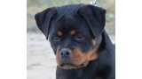 Rottweiler. Lua De Breogan con 8 meses.