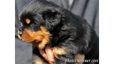 Rottweiler.  Ch. Rio Winner Civi.