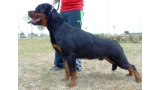 Rottweiler.  Ch. Attosh De Breogan. 9 months old on photo. Rottweiler.  Ch. Attosh De Breogan. 9 months old on photo.