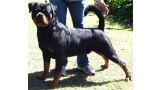 Rottweiler.  Ch. Rolf Darel.