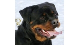 Rottweiler. Dona Of Nicola´s Lion.