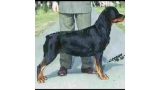 Rottweiler.  Ch. Fia De Breogan. Rottweiler.  Ch. Fia De Breogan.