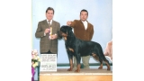 Rottweiler.  Ch. Arcio De Breogan.