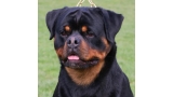 Rottweiler.  Ch. Rolex Vom Hause Pista.