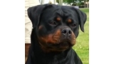 Rottweiler.  Ch. Farah Od Vadanora.