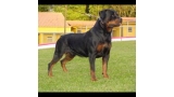 Rottweiler.  Ch. Umbro De Breogan. Rottweiler.  Ch. Umbro De Breogan.