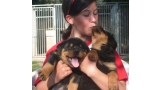 Rottweiler. Camada A.