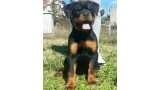 Rottweiler. Puppies Of Royal Musketiers Kennel. Ch. Jerry Lee van Gorgar x Kris of Royal Musketiers