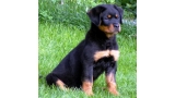 Rottweiler.