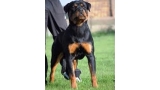 Rottweiler.  Ch. Haik De Breogan.