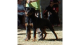 Rottweiler.  Ch. Leon De Breogan. Rottweiler.  Ch. Leon De Breogan.